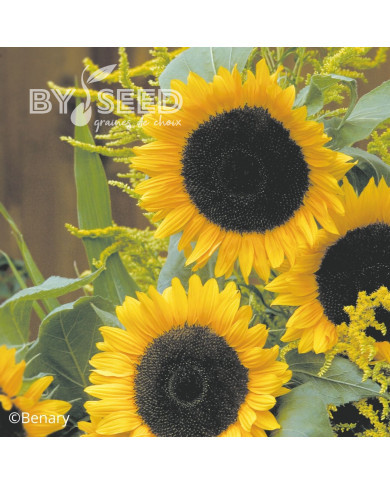 Tournesol F1 Solara® (pollen-free)