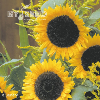 Tournesol F1 Solara® (pollen-free)