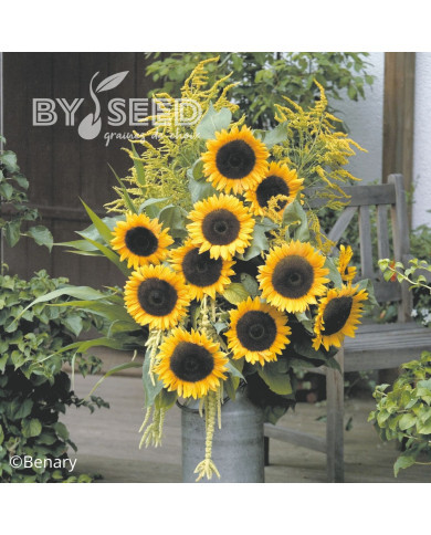 Tournesol F1 Solara® (pollen-free)