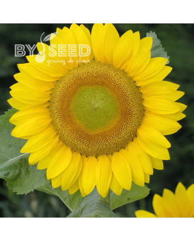 Tournesol F1 Summer Breeze (GreenHeart)