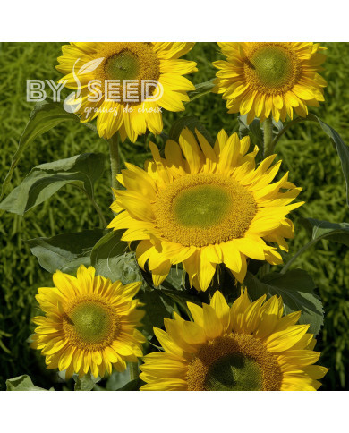 Tournesol F1 Summer Breeze (GreenHeart)