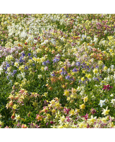 Ancolie hybride MacKana Mix