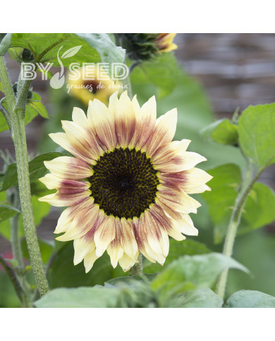 Tournesol F1 Summer Lovin