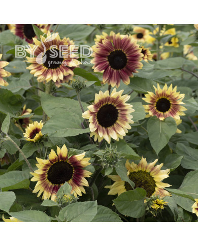 Tournesol F1 Summer Lovin