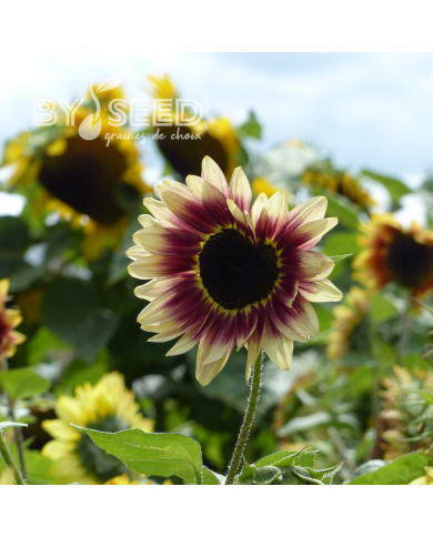 Tournesol F1 Summer Lovin