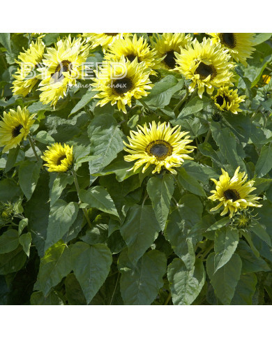 Tournesol haut Garden Statement