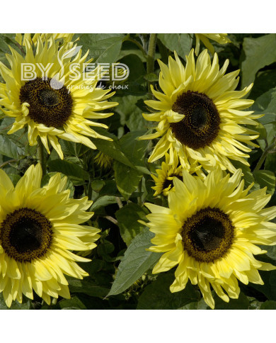 Tournesol haut Garden Statement