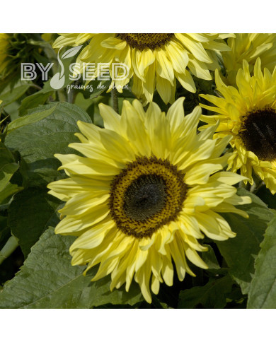 Tournesol haut Garden Statement