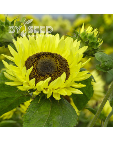 Tournesol haut Garden Statement