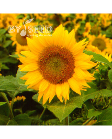 Tournesol haut Golden Hedge F1