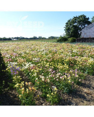 Ancolie hybride MacKana Mix