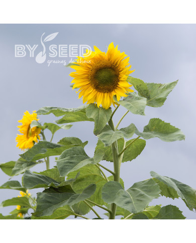 Tournesol haut Mongolian Giant