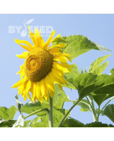 Tournesol haut Mongolian Giant