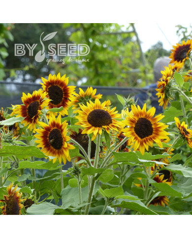 Tournesol haut Ring of Fire