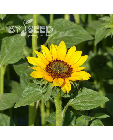 Tournesol haut Sonja®