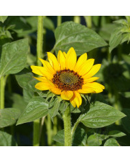 Tournesol haut Taiyo