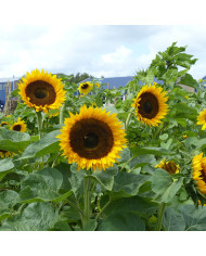 Tournesol haut Taiyo BIO