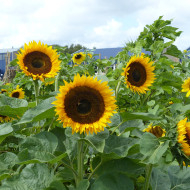 Tournesol haut Taiyo