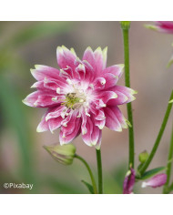 Ancolie Nora Barlow BIO