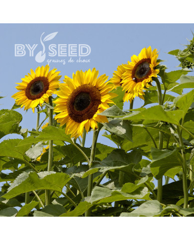 Tournesol haut Titan extra-tall