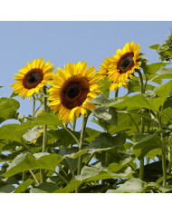 Tournesol haut Taiyo BIO