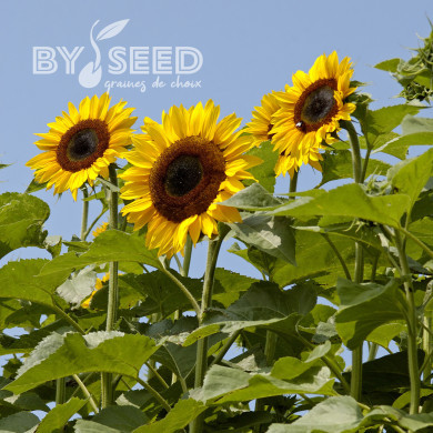 Tournesol haut Titan extra-tall