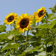Tournesol haut Titan extra-tall