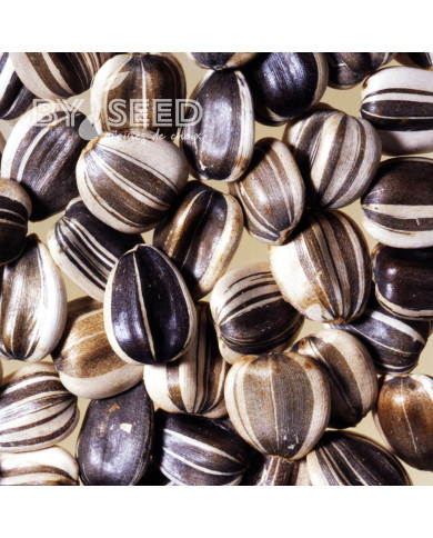 Tournesol haut Titan extra-tall