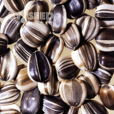 Tournesol haut Titan extra-tall