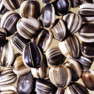 Tournesol haut Titan extra-tall