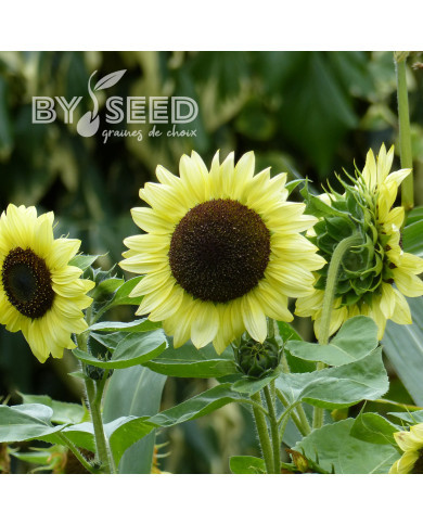 Tournesol haut Valentine®