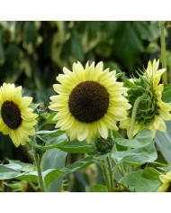Tournesol haut Uniflorus Giganteus BIO