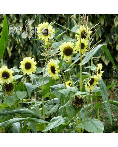 Tournesol haut Valentine®