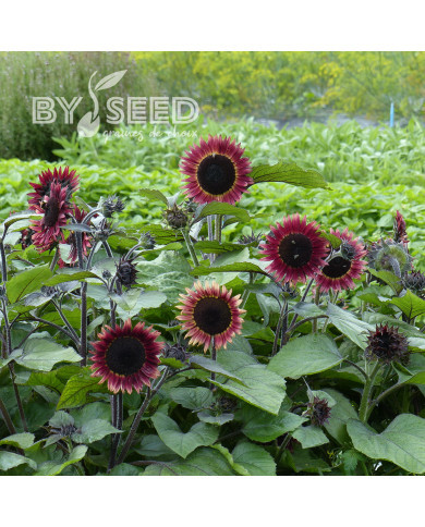 Tournesol nain Desire Red F1