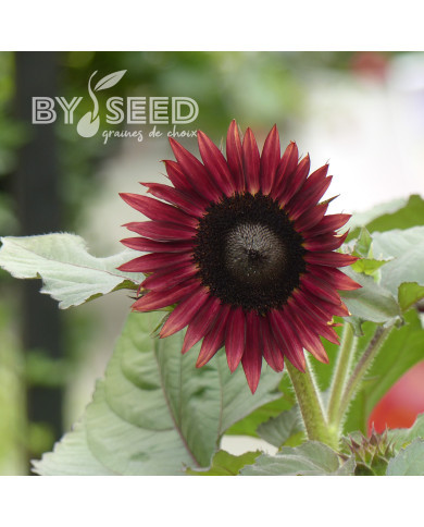 Tournesol nain Desire Red F1