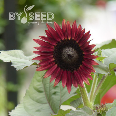 Tournesol nain Desire Red F1