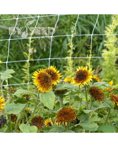 Tournesol nain Firefox