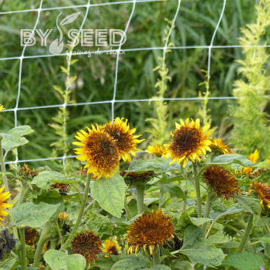 Tournesol nain Firefox