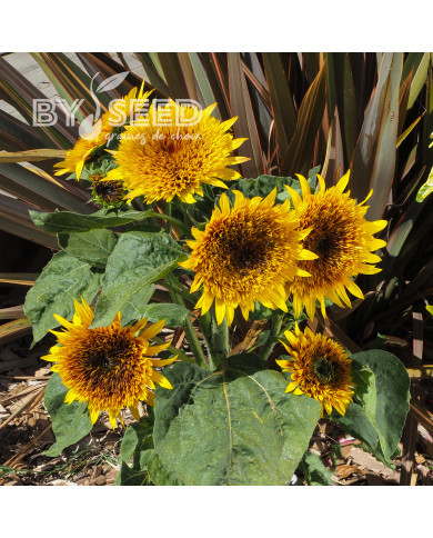 Tournesol nain Firefox