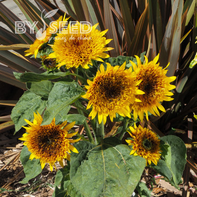 Tournesol nain Firefox