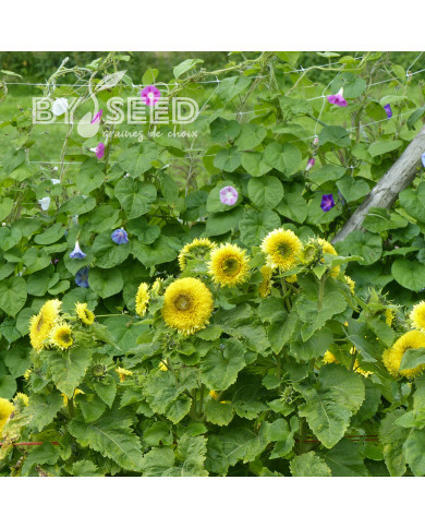 Tournesol nain Gummy Bear