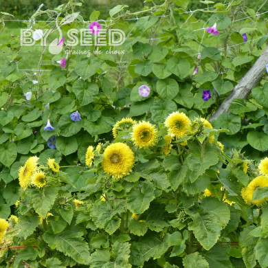 Tournesol nain Gummy Bear