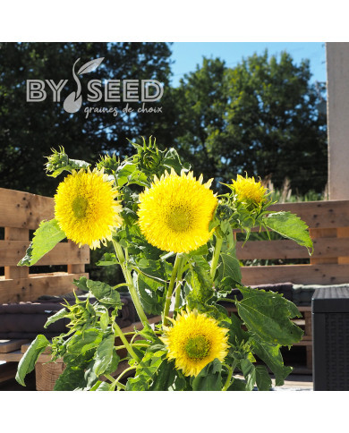 Tournesol nain Gummy Bear