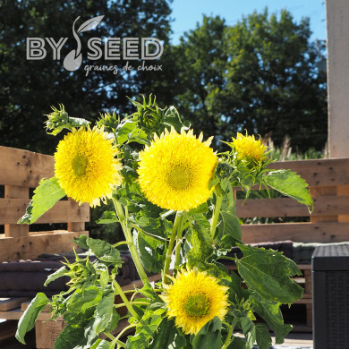 Tournesol nain Gummy Bear