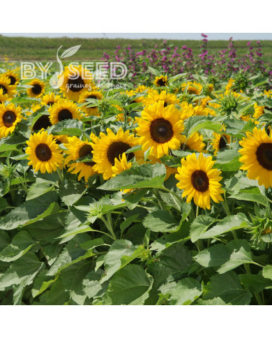 Tournesol nain Little Dorrit F1