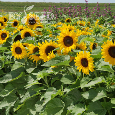 Tournesol nain Little Dorrit F1