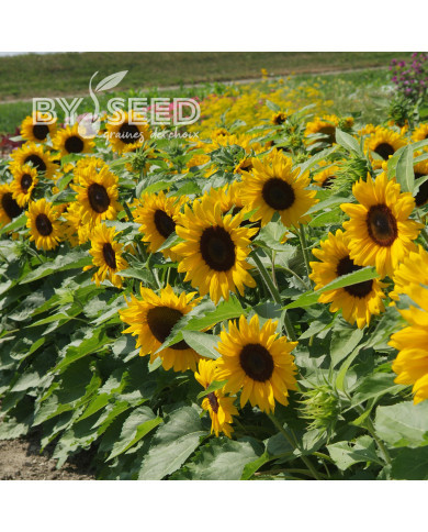 Tournesol nain Little Dorrit F1