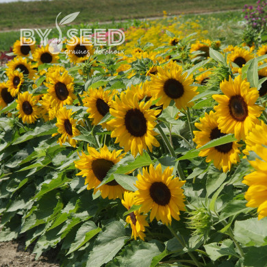 Tournesol nain Little Dorrit F1