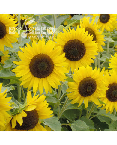 Tournesol nain Little Dorrit F1