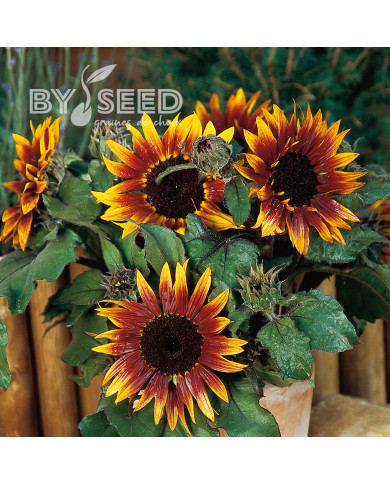 Tournesol nain Paquito Colorado